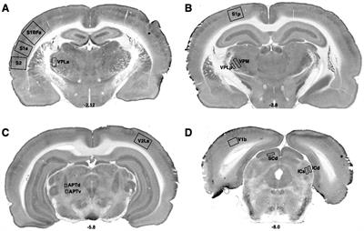 Dietary omega-3 polyunsaturated fatty acids reduce cytochrome c oxidase in brain white matter and sensorimotor regions while increasing functional interactions between neural systems related to escape behavior in postpartum rats